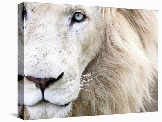 Full Frame Close Up Portrait of a Male White Lion with Blue Eyes.  South Africa.-Karine Aigner-Stretched Canvas