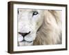 Full Frame Close Up Portrait of a Male White Lion with Blue Eyes.  South Africa.-Karine Aigner-Framed Premium Photographic Print