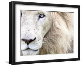 Full Frame Close Up Portrait of a Male White Lion with Blue Eyes.  South Africa.-Karine Aigner-Framed Premium Photographic Print