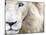 Full Frame Close Up Portrait of a Male White Lion with Blue Eyes.  South Africa.-Karine Aigner-Mounted Premium Photographic Print