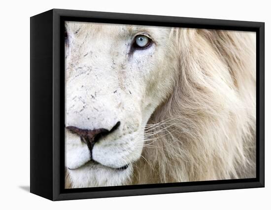 Full Frame Close Up Portrait of a Male White Lion with Blue Eyes.  South Africa.-Karine Aigner-Framed Stretched Canvas