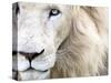 Full Frame Close Up Portrait of a Male White Lion with Blue Eyes.  South Africa.-Karine Aigner-Stretched Canvas