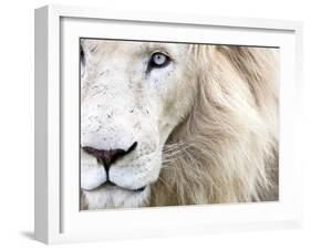 Full Frame Close Up Portrait of a Male White Lion with Blue Eyes.  South Africa.-Karine Aigner-Framed Photographic Print