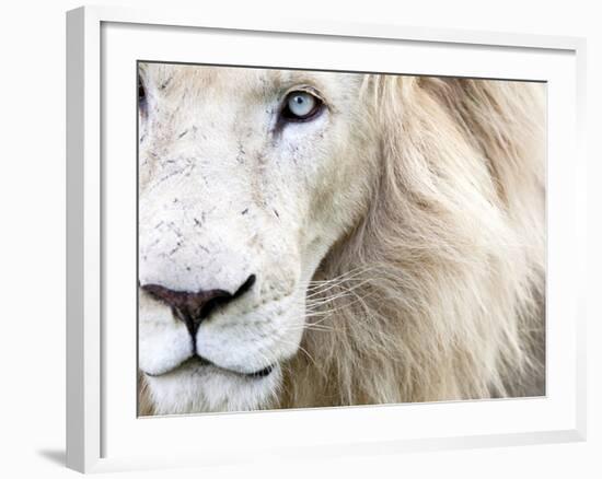 Full Frame Close Up Portrait of a Male White Lion with Blue Eyes.  South Africa.-Karine Aigner-Framed Photographic Print