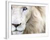 Full Frame Close Up Portrait of a Male White Lion with Blue Eyes.  South Africa.-Karine Aigner-Framed Photographic Print