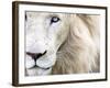 Full Frame Close Up Portrait of a Male White Lion with Blue Eyes.  South Africa.-Karine Aigner-Framed Photographic Print