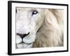 Full Frame Close Up Portrait of a Male White Lion with Blue Eyes.  South Africa.-Karine Aigner-Framed Photographic Print