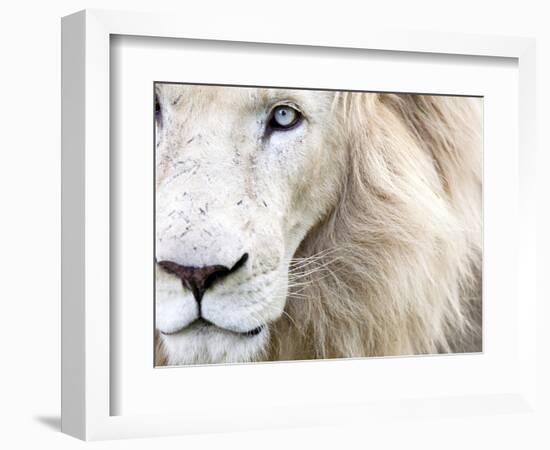 Full Frame Close Up Portrait of a Male White Lion with Blue Eyes.  South Africa.-Karine Aigner-Framed Photographic Print