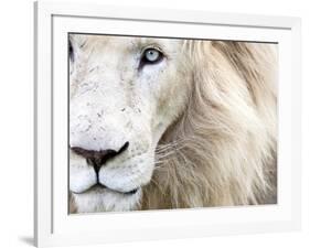 Full Frame Close Up Portrait of a Male White Lion with Blue Eyes.  South Africa.-Karine Aigner-Framed Photographic Print