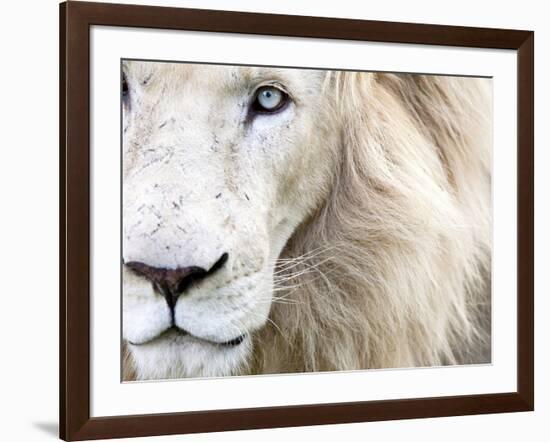 Full Frame Close Up Portrait of a Male White Lion with Blue Eyes.  South Africa.-Karine Aigner-Framed Photographic Print