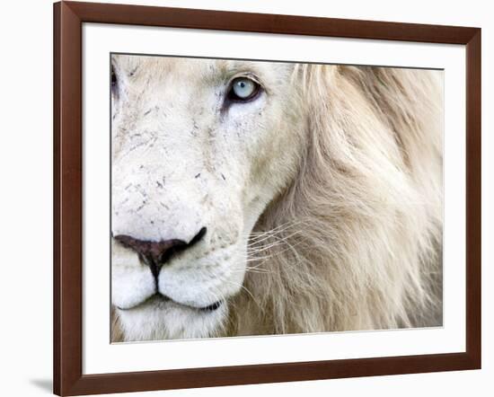 Full Frame Close Up Portrait of a Male White Lion with Blue Eyes.  South Africa.-Karine Aigner-Framed Photographic Print