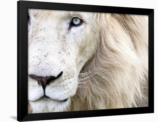 Full Frame Close Up Portrait of a Male White Lion with Blue Eyes.  South Africa.-Karine Aigner-Framed Photographic Print