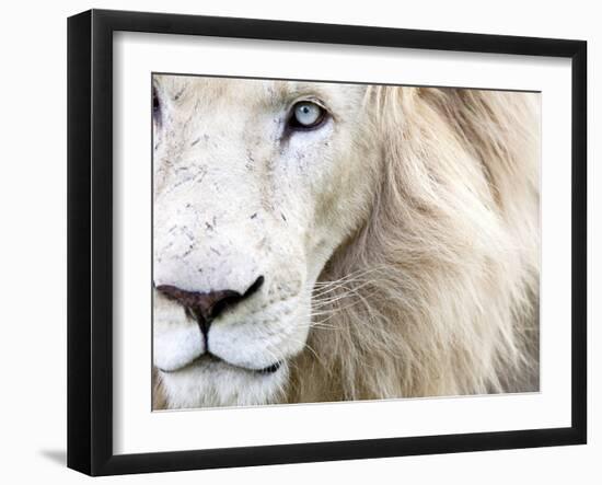 Full Frame Close Up Portrait of a Male White Lion with Blue Eyes.  South Africa.-Karine Aigner-Framed Photographic Print