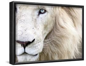 Full Frame Close Up Portrait of a Male White Lion with Blue Eyes.  South Africa.-Karine Aigner-Framed Photographic Print