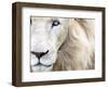 Full Frame Close Up Portrait of a Male White Lion with Blue Eyes.  South Africa.-Karine Aigner-Framed Photographic Print