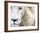 Full Frame Close Up Portrait of a Male White Lion with Blue Eyes.  South Africa.-Karine Aigner-Framed Photographic Print