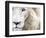 Full Frame Close Up Portrait of a Male White Lion with Blue Eyes.  South Africa.-Karine Aigner-Framed Photographic Print