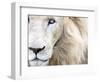 Full Frame Close Up Portrait of a Male White Lion with Blue Eyes.  South Africa.-Karine Aigner-Framed Photographic Print