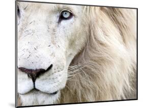 Full Frame Close Up Portrait of a Male White Lion with Blue Eyes.  South Africa.-Karine Aigner-Mounted Photographic Print