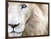 Full Frame Close Up Portrait of a Male White Lion with Blue Eyes.  South Africa.-Karine Aigner-Framed Photographic Print