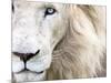 Full Frame Close Up Portrait of a Male White Lion with Blue Eyes.  South Africa.-Karine Aigner-Mounted Photographic Print