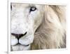 Full Frame Close Up Portrait of a Male White Lion with Blue Eyes.  South Africa.-Karine Aigner-Framed Photographic Print