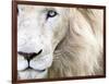 Full Frame Close Up Portrait of a Male White Lion with Blue Eyes.  South Africa.-Karine Aigner-Framed Photographic Print