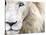 Full Frame Close Up Portrait of a Male White Lion with Blue Eyes.  South Africa.-Karine Aigner-Stretched Canvas