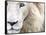 Full Frame Close Up Portrait of a Male White Lion with Blue Eyes.  South Africa.-Karine Aigner-Framed Stretched Canvas