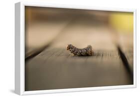 Full-grown larva of Sphinx pinastri-Paivi Vikstrom-Framed Photographic Print