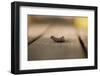 Full-grown larva of Sphinx pinastri-Paivi Vikstrom-Framed Photographic Print