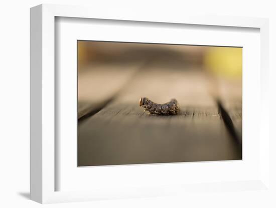 Full-grown larva of Sphinx pinastri-Paivi Vikstrom-Framed Photographic Print