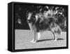 Full-Length Side View of Collie "Lassie"-null-Framed Stretched Canvas