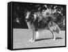 Full-Length Side View of Collie "Lassie"-null-Framed Stretched Canvas