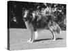 Full-Length Side View of Collie "Lassie"-null-Stretched Canvas