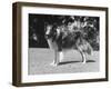 Full-Length Side View of Collie "Lassie"-null-Framed Photographic Print