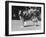 Full-Length Side View of Collie "Lassie"-null-Framed Photographic Print