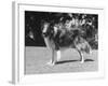 Full-Length Side View of Collie "Lassie"-null-Framed Photographic Print