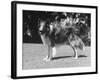 Full-Length Side View of Collie "Lassie"-null-Framed Photographic Print