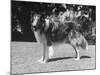 Full-Length Side View of Collie "Lassie"-null-Mounted Photographic Print