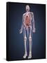 Full Length View of Male Human Body with Organs, Arteries and Veins-Stocktrek Images-Framed Stretched Canvas