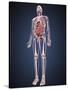 Full Length View of Male Human Body with Organs, Arteries and Veins-Stocktrek Images-Stretched Canvas