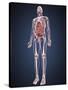 Full Length View of Male Human Body with Organs, Arteries and Veins-Stocktrek Images-Stretched Canvas