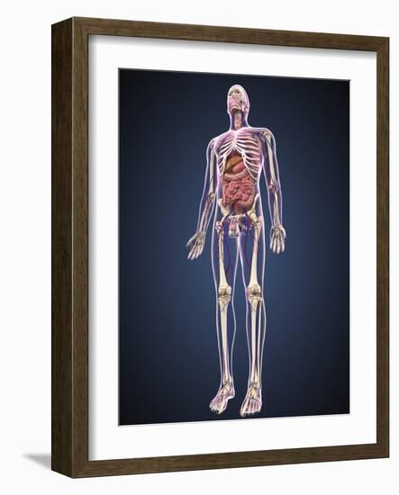 Full Length View of Male Human Body with Organs, Arteries and Veins-Stocktrek Images-Framed Art Print