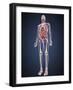 Full Length View of Male Human Body with Organs, Arteries and Veins-Stocktrek Images-Framed Art Print