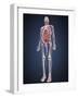 Full Length View of Male Human Body with Organs, Arteries and Veins-Stocktrek Images-Framed Art Print