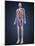 Full Length View of Male Human Body with Organs, Arteries and Veins-Stocktrek Images-Mounted Art Print