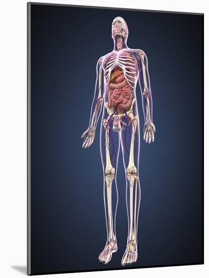 Full Length View of Male Human Body with Organs, Arteries and Veins-Stocktrek Images-Mounted Art Print
