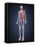 Full Length View of Male Human Body with Organs, Arteries and Veins-Stocktrek Images-Framed Stretched Canvas