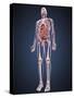 Full Length View of Male Human Body with Organs, Arteries and Veins-Stocktrek Images-Stretched Canvas